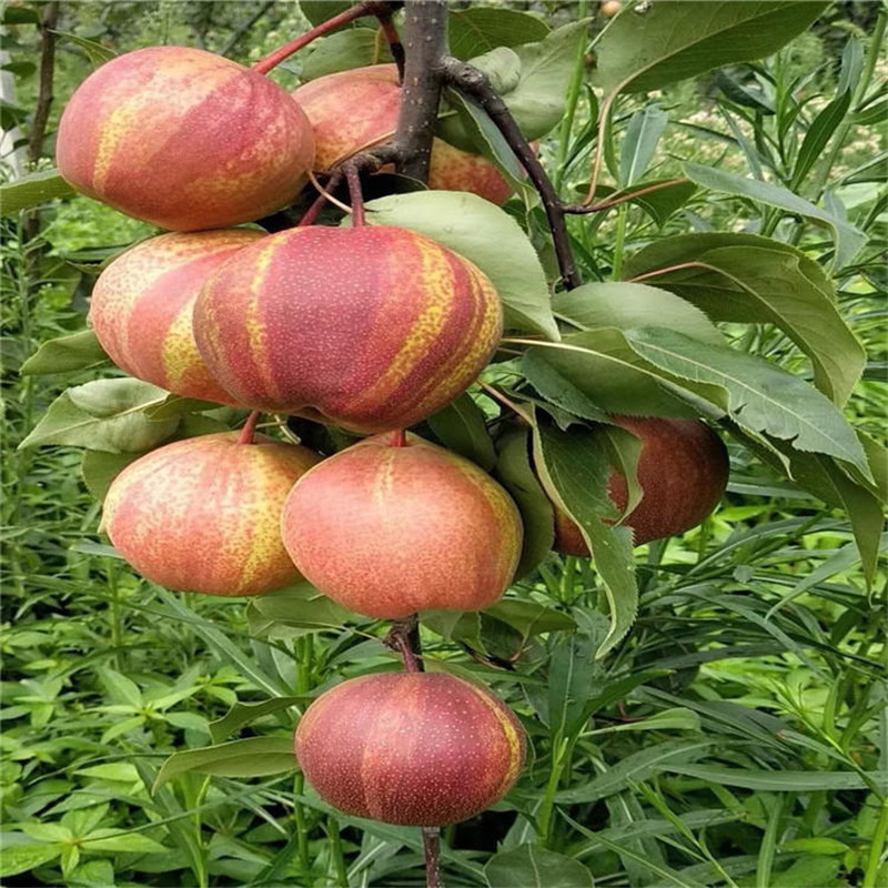 1公分早酥红梨树苗一亩地的产量早酥红梨树苗基地-泰安市泰山区华勤园