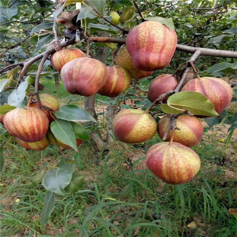 条纹梨树苗原产地  彩虹梨树苗栽培技术