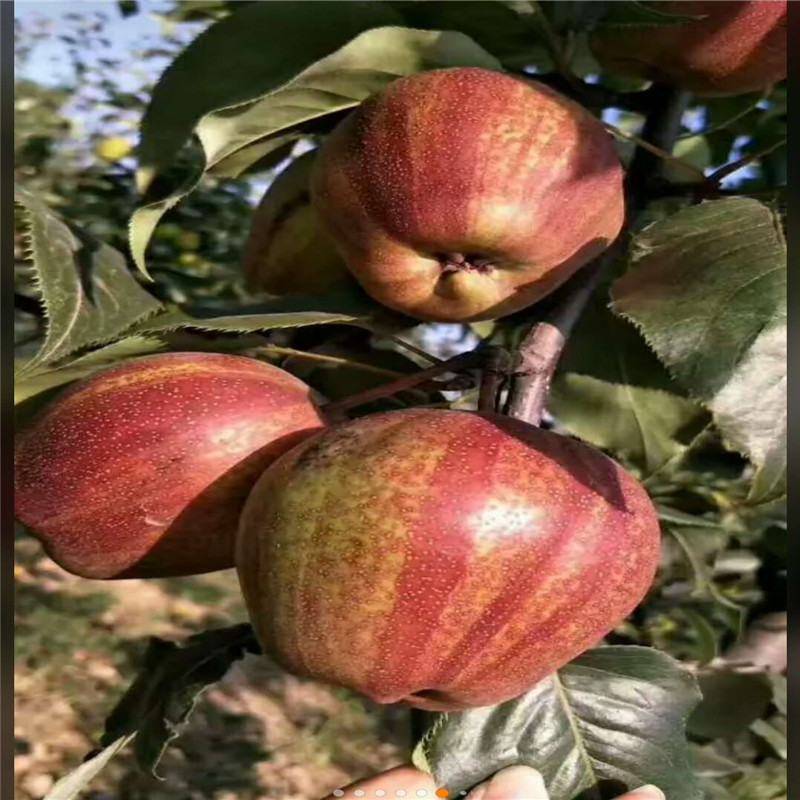 2公分早酥红梨树苗原产地  彩虹梨树苗管理技术