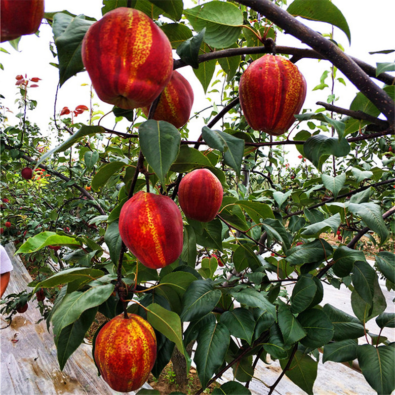 山東紅梨樹苗多少錢一株  彩虹梨樹苗培育基地
