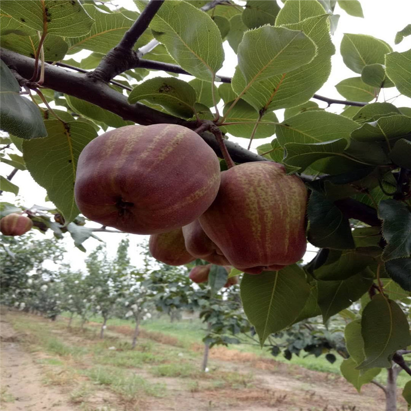 北集坡早酥红梨树苗大型育苗场  彩虹梨树苗种植技术