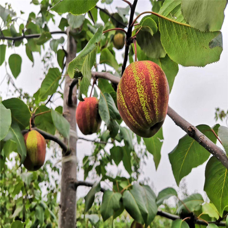 早熟红梨品种批发价格  早酥红梨树苗根系发达