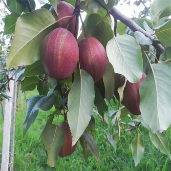 七彩红梨树苗大型育苗场彩虹梨树苗育苗基地