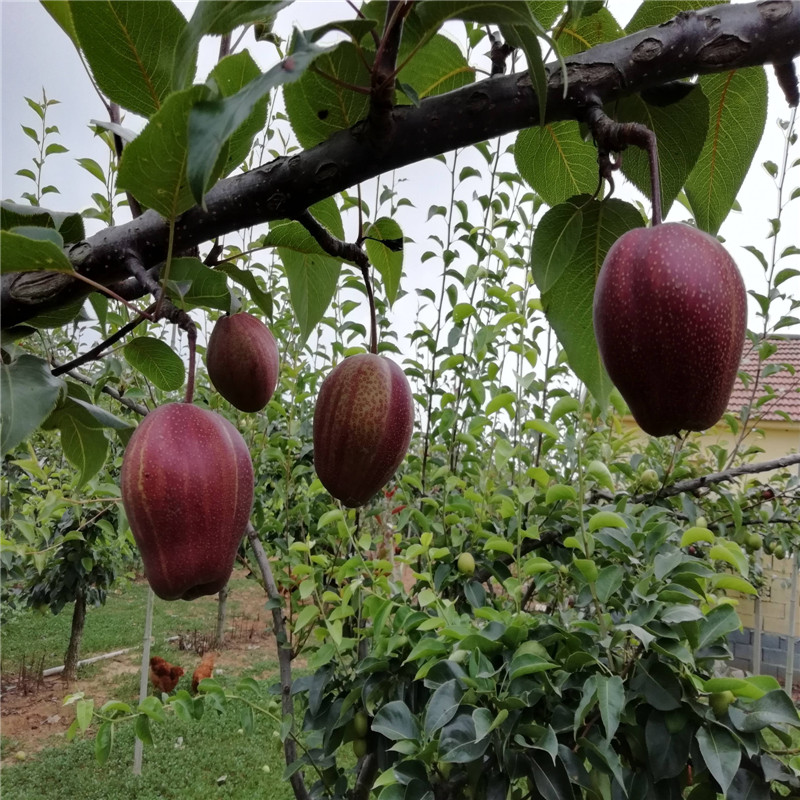 早熟红梨品种批发价格  早酥红梨树苗根系发达