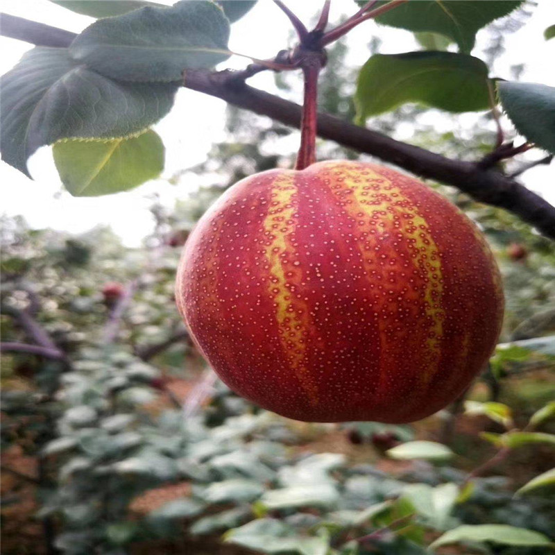 北集坡早酥红梨树苗大型育苗场  彩虹梨树苗种植技术