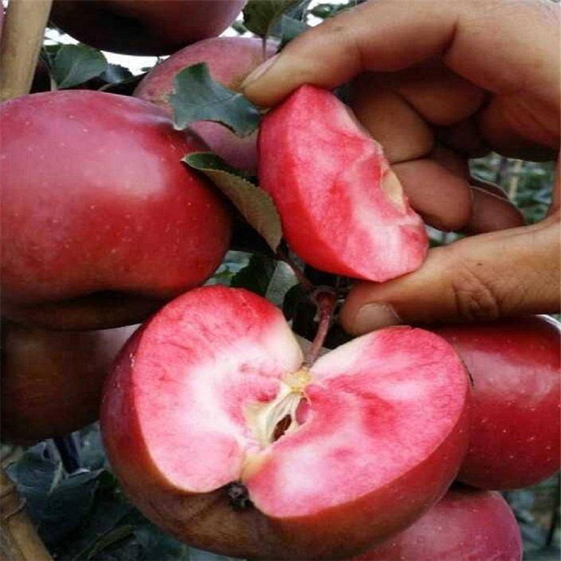 耐旱的苹果品种适应的气候  红色之爱苹果苗产品介绍