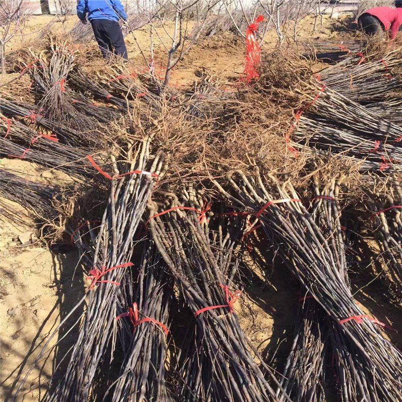 红心苹果树苗品种介绍  红色之爱苹果苗产品介绍