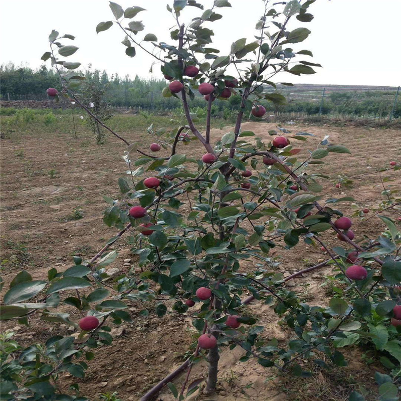 红肉苹果品种批发多少钱一棵  红肉苹果树苗苗木粗壮