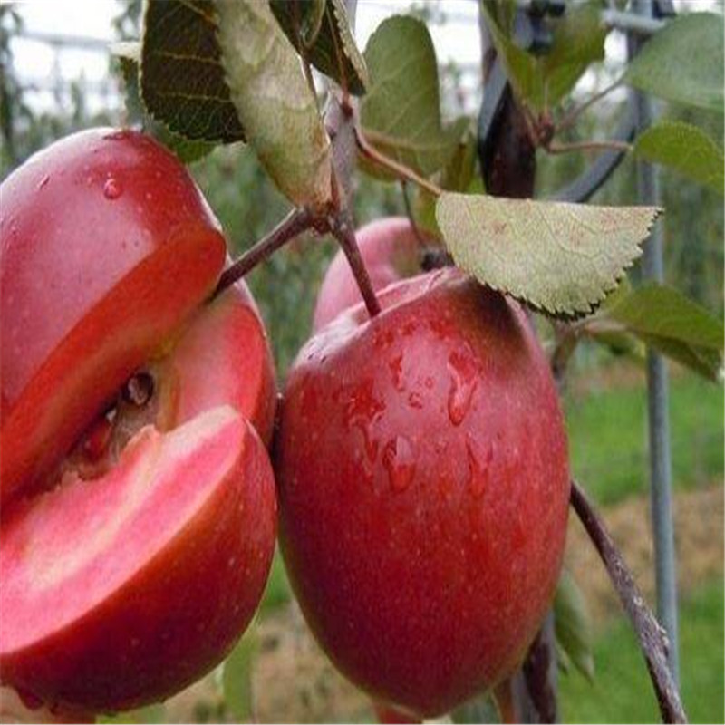 2年的红肉苹果苗管理种植方法  红肉苹果树苗多少钱一棵