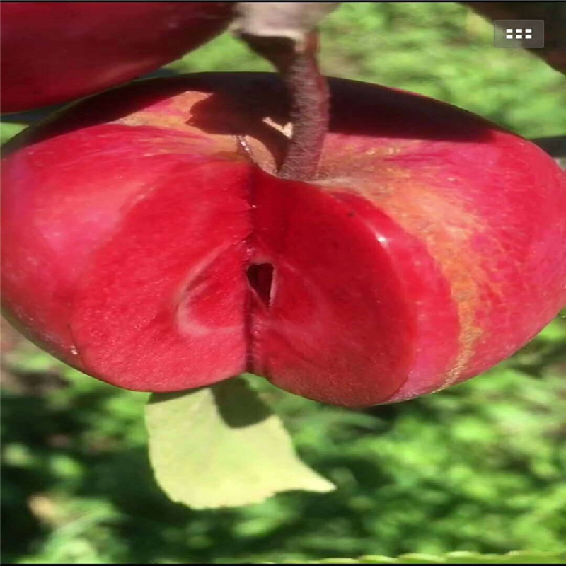 红肉苹果品种批发多少钱一棵  红肉苹果树苗苗木粗壮