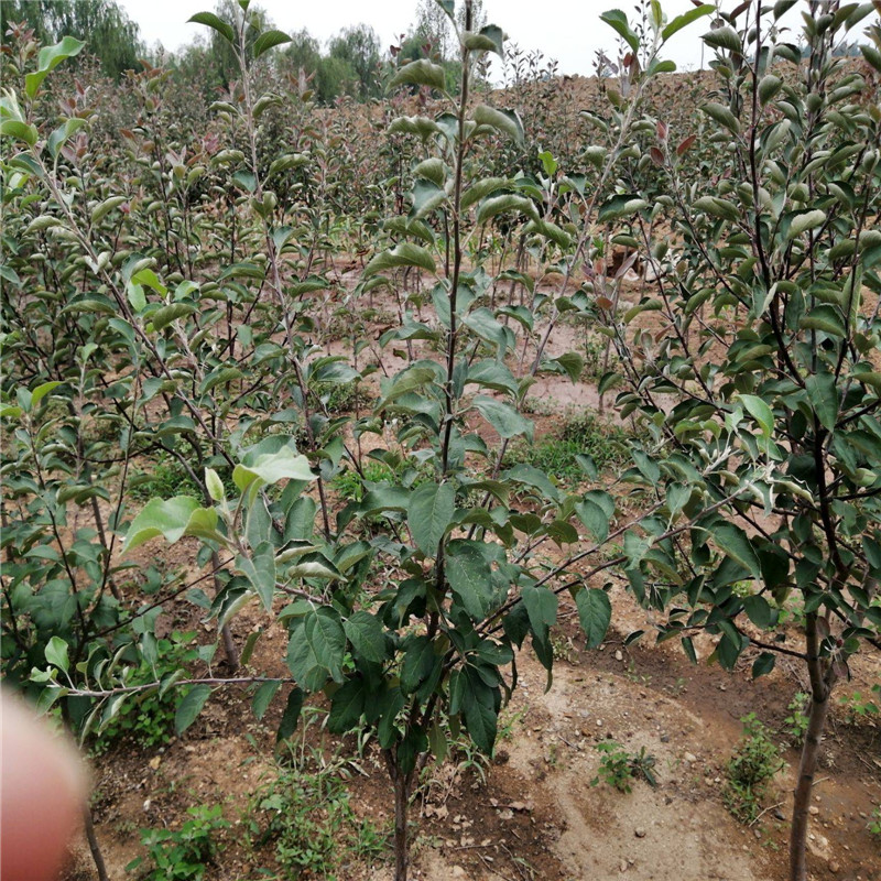 红心苹果树苗品种介绍  红色之爱苹果苗产品介绍