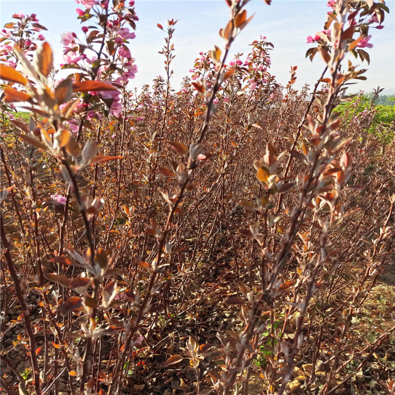 1公分红肉苹果苗产地  红色之爱苹果苗成熟期