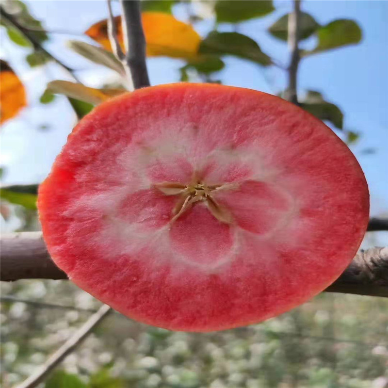 耐旱的苹果品种批发价格  红色之爱苹果苗种植技术