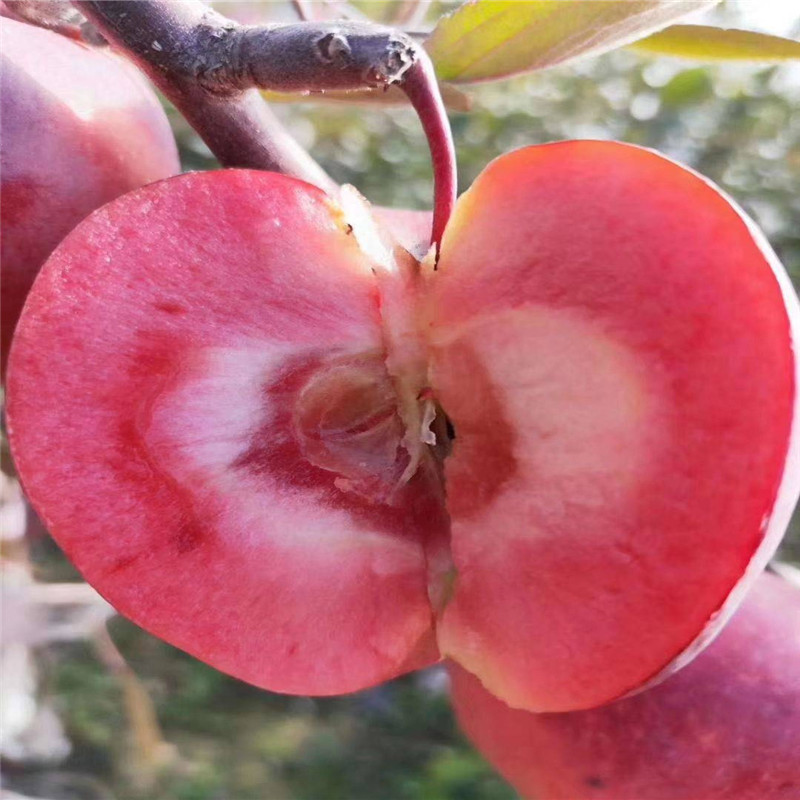2年的红肉苹果苗一亩地种植多少棵  红肉苹果树苗多少钱一根