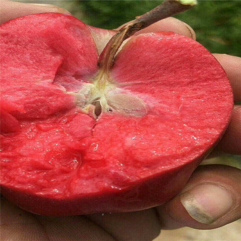 泰安红肉苹果树苗几月份采摘  红肉苹果树苗批发价格
