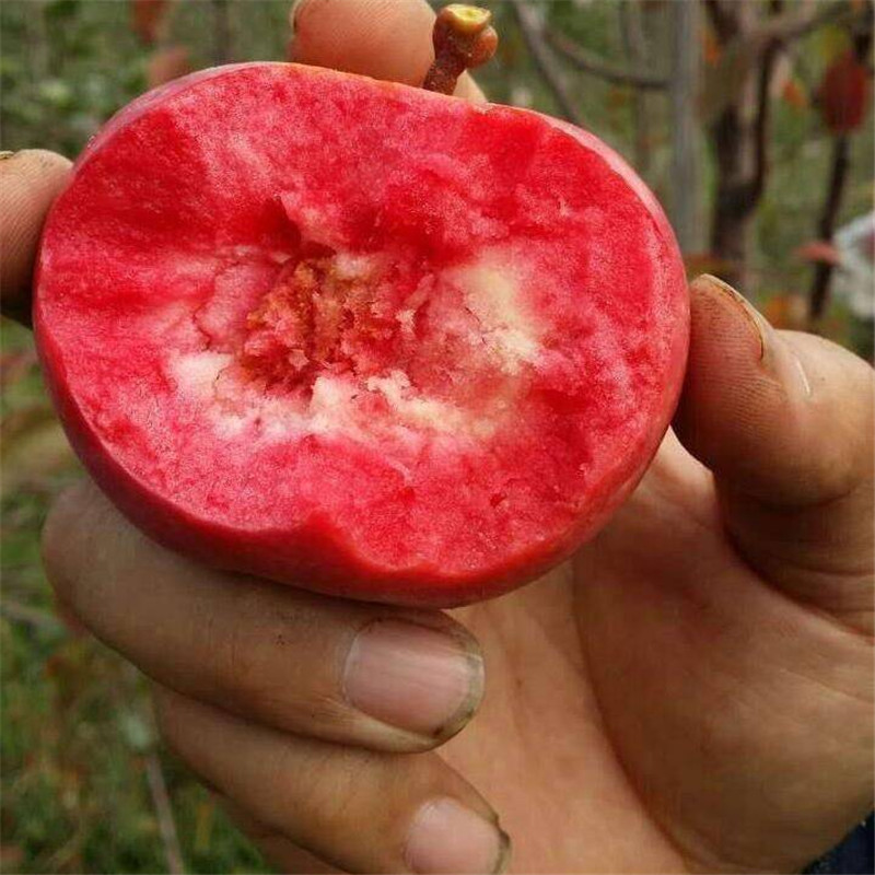 山东红肉苹果树苗多少钱一棵  红色之爱苹果苗好吃吗