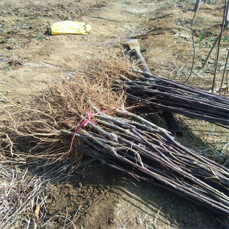 耐旱的苹果品种批发价格  红色之爱苹果苗种植技术