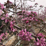 2年的红肉苹果苗管理种植方法红肉苹果树苗多少钱一棵图片5