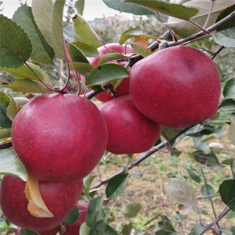 红肉苹果品种采摘园品种  红色之爱苹果苗品种介绍