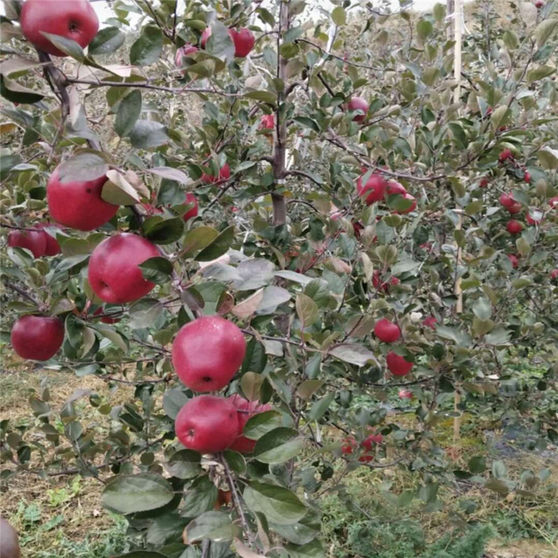 红色之爱红肉苹果树苗种苗繁育基地  红色之爱苹果苗育苗基地