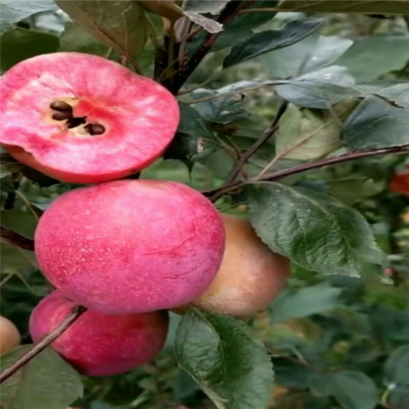 红肉苹果品种采摘园品种  红色之爱苹果苗品种介绍