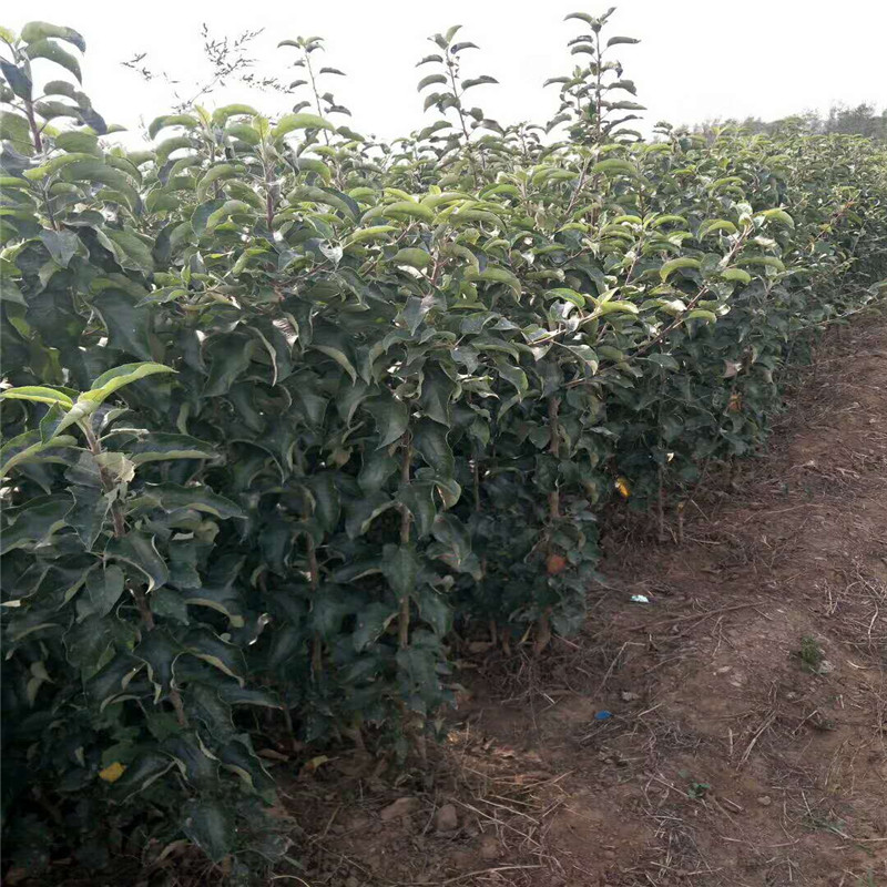 红肉苹果品种批发多少钱一棵  红肉苹果树苗苗木粗壮