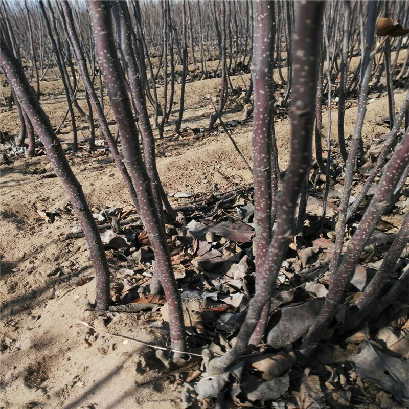 耐旱的苹果品种适应的气候  红色之爱苹果苗产品介绍