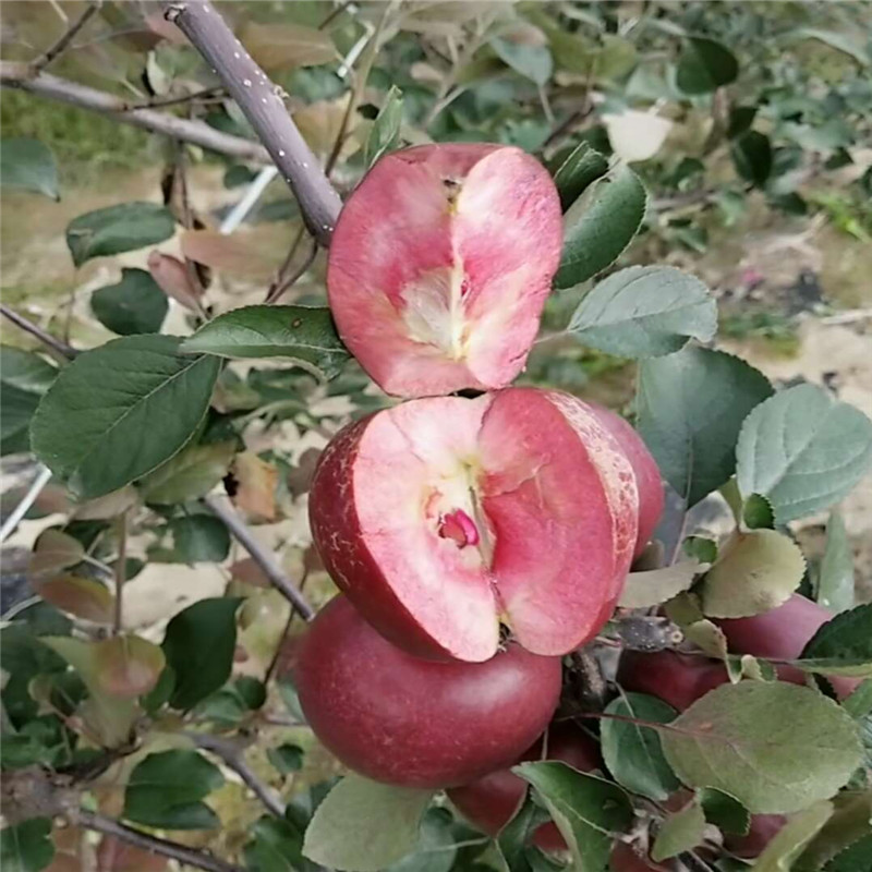 红色之爱红肉苹果树苗种苗繁育基地  红色之爱苹果苗育苗基地