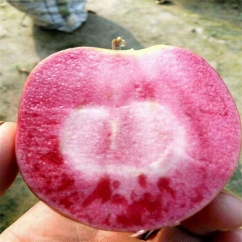 山东红肉苹果树苗多少钱一棵红色之爱苹果苗好吃吗