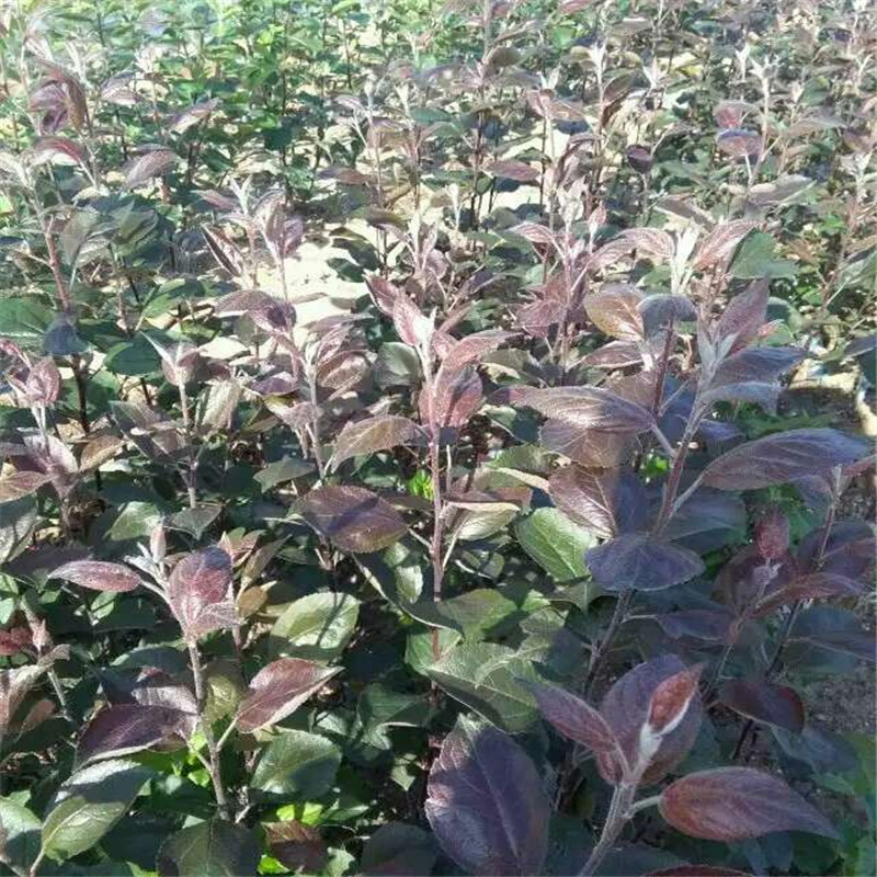 耐旱的苹果品种批发价格  红色之爱苹果苗种植技术