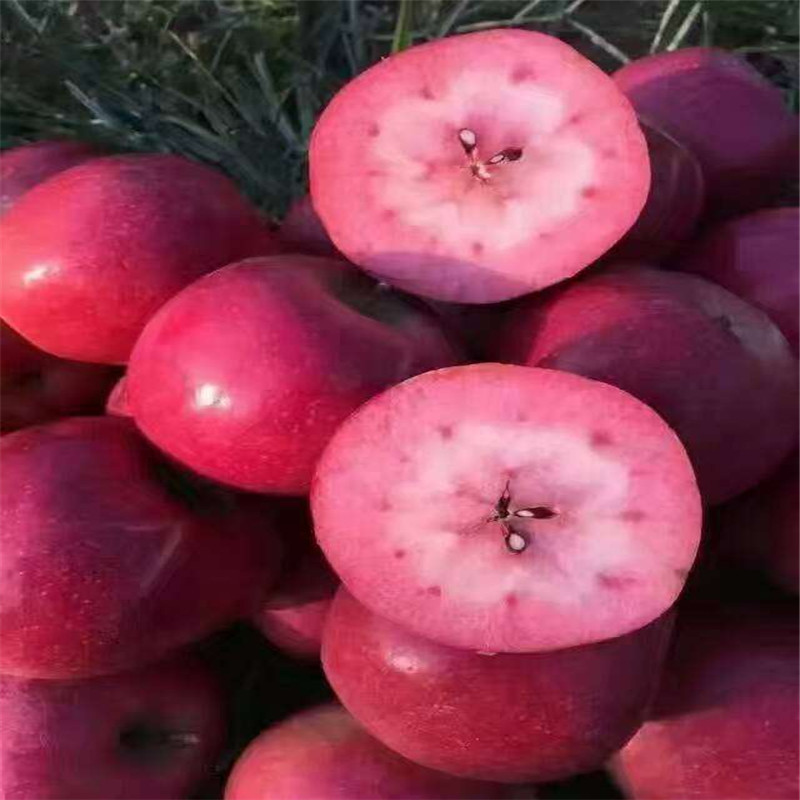 山东红肉苹果树苗几月成熟  红色之爱苹果苗丰产期