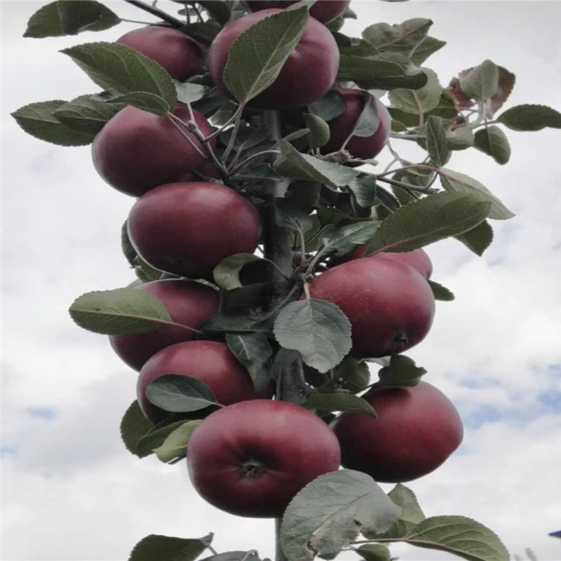 耐旱的苹果品种适应的气候  红色之爱苹果苗产品介绍