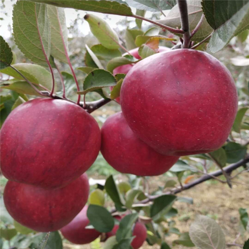 1公分红肉苹果苗产地  红色之爱苹果苗成熟期
