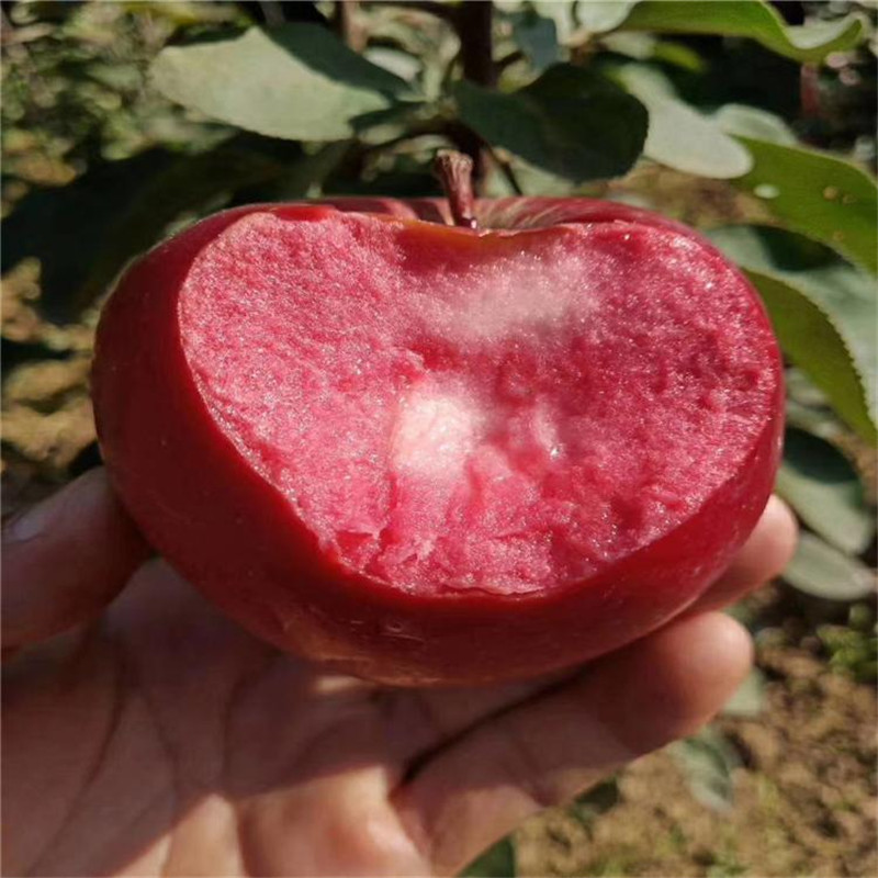 山东红肉苹果树苗多少钱一棵  红色之爱苹果苗好吃吗