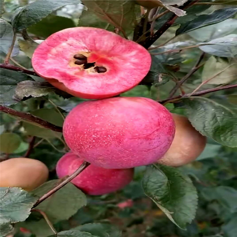 耐旱的苹果品种批发价格  红色之爱苹果苗种植技术