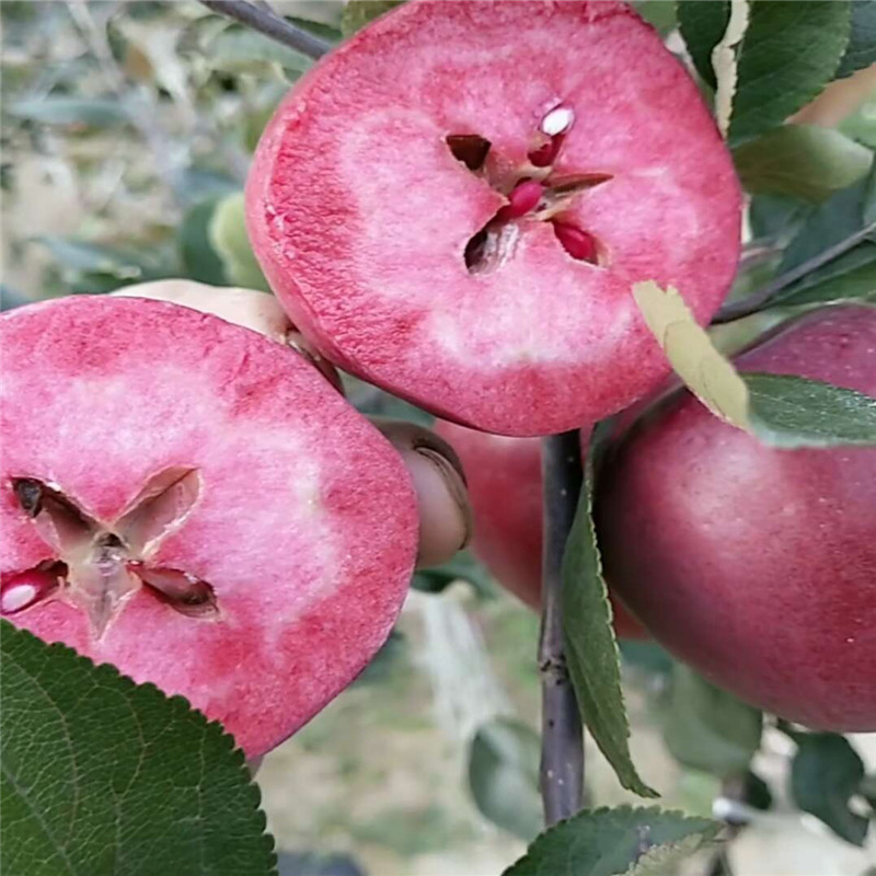 泰安红肉苹果树苗几月份采摘  红肉苹果树苗批发价格