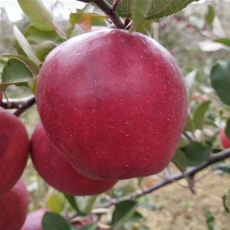 红心苹果树苗适应的气候  红色之爱苹果苗产品介绍