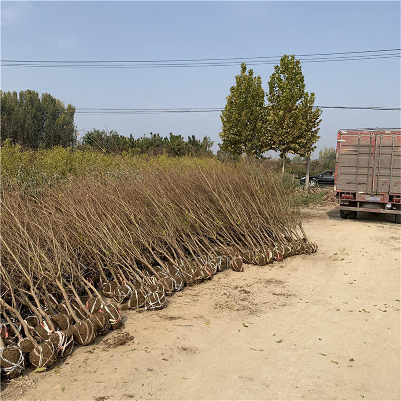 3年的石榴树大型育苗场  3公分石榴树根系发达