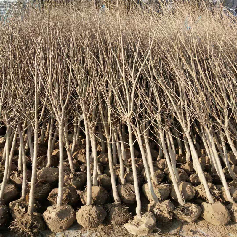 3年的石榴树大型育苗场  3公分石榴树根系发达