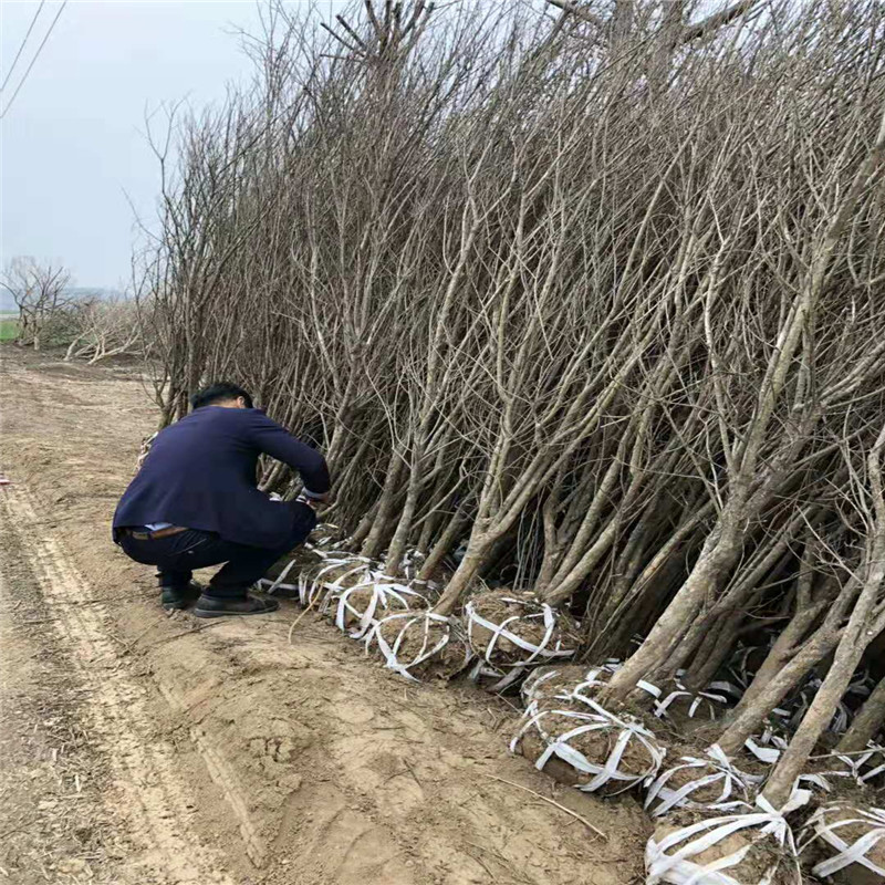 3公分石榴树大量供应  3公分石榴树根系发达