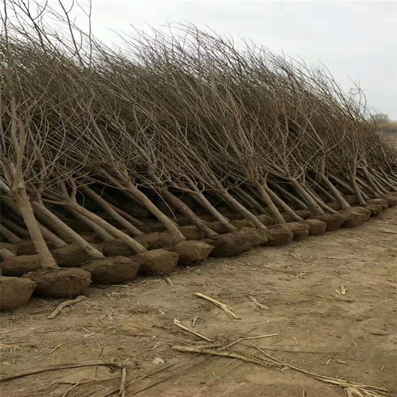山东石榴树苗规格  3公分石榴树根系发达