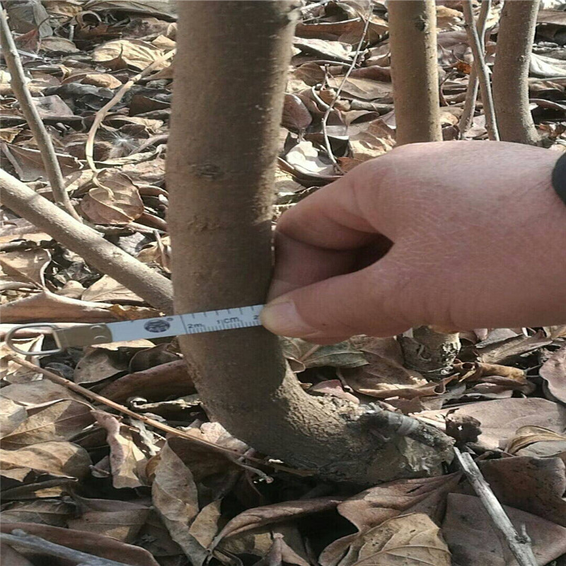 三公分太秋当年挂果种植技术  三公分甜柿种植季节