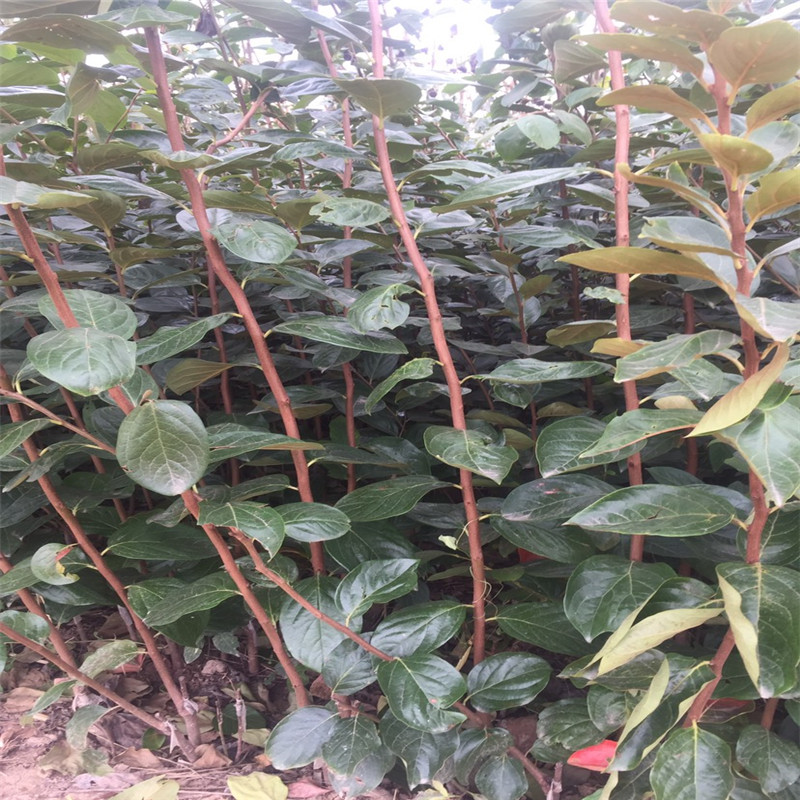 2020年三公分柿子樹嫁接成品苗  大秋甜柿育苗種植主產(chǎn)區(qū)