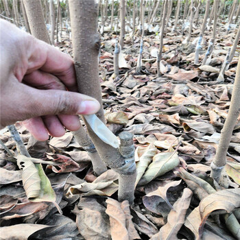 三公分太秋当年挂果种植技术三公分甜柿种植季节