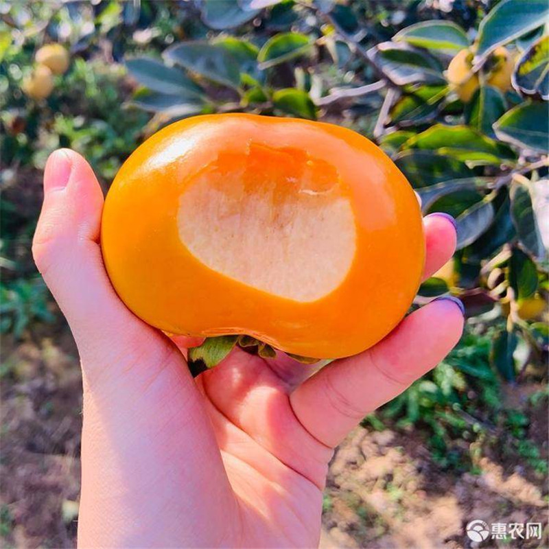 三公分水果柿子樹(shù)苗產(chǎn)品介紹  根系發(fā)達(dá)的大秋甜柿子苗