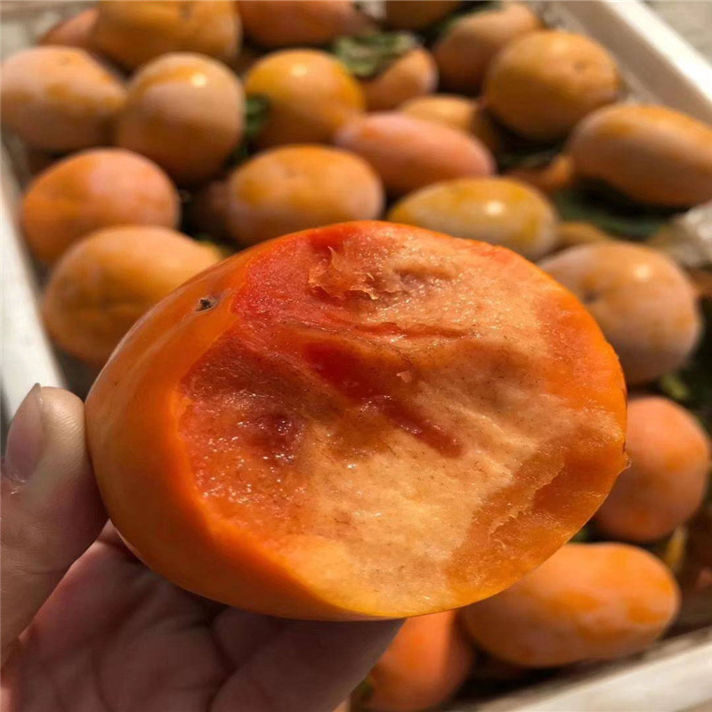 不用脫澀的柿子品種栽培介紹  三公分甜柿樹苗批發價格
