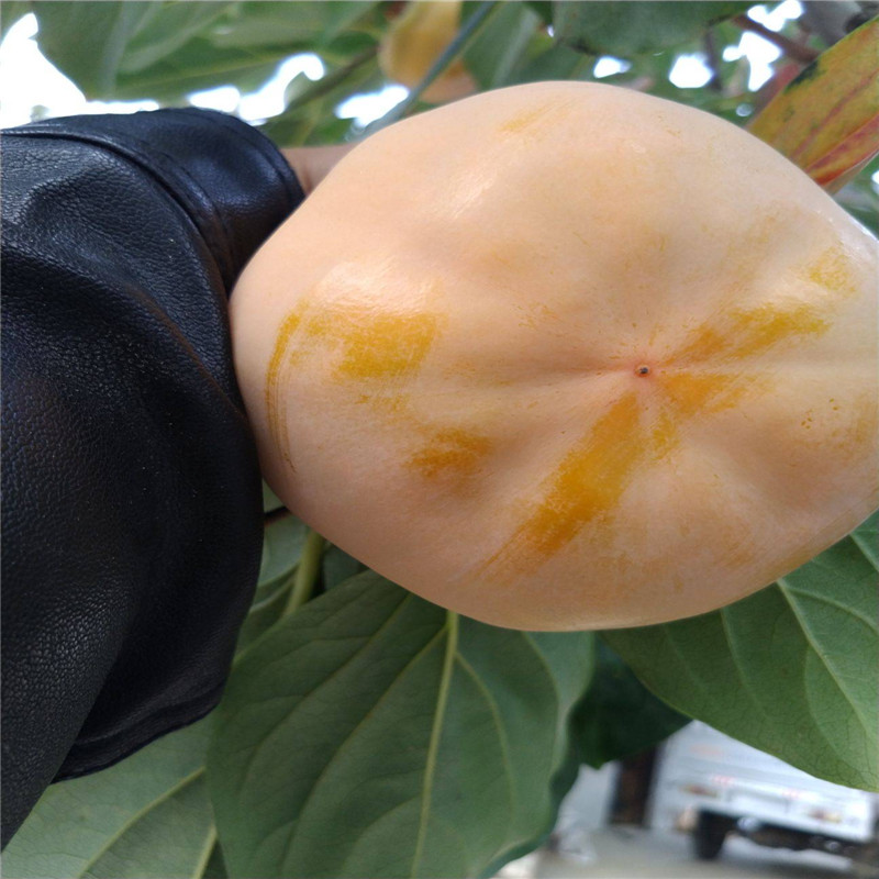 三公分青脆大秋柿子樹幾元一根  大秋甜柿育苗種植主產(chǎn)區(qū)