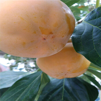山東甜柿子樹苗豐產(chǎn)技術(shù)價格便宜的三公分柿子樹