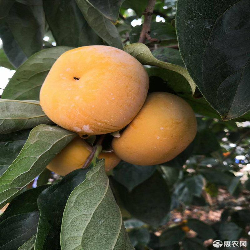 2020年三公分柿子樹嫁接成品苗  大秋甜柿育苗種植主產(chǎn)區(qū)