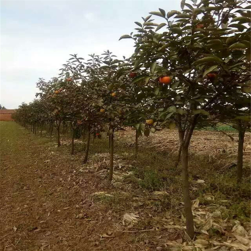 三公分青脆大秋柿子樹幾元一根  大秋甜柿育苗種植主產(chǎn)區(qū)